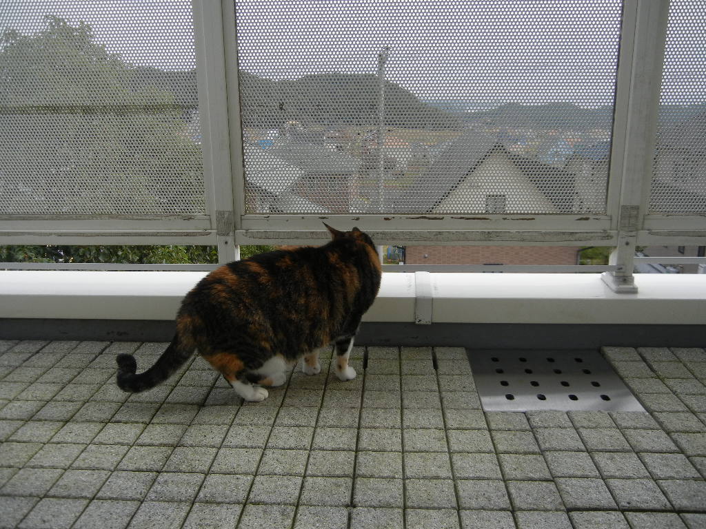 ’14,11,20(木)ウクレレも英語の教材も!_f0060461_13564087.jpg