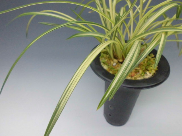 春蘭 大雪渓 : DREAM GRASSES