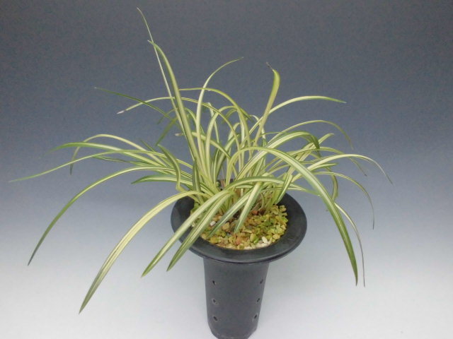 春蘭 大雪渓 : DREAM GRASSES