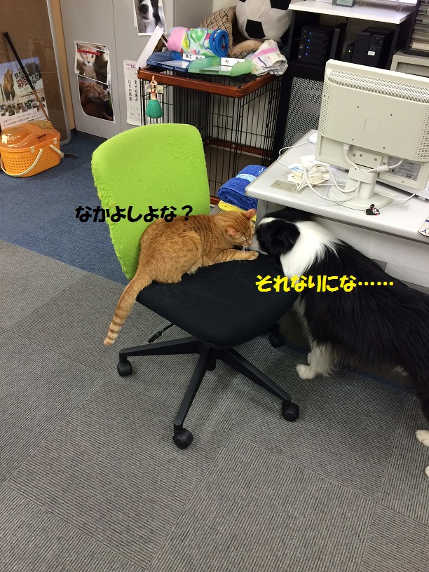 なかよしよな?????_c0226073_10254890.jpg
