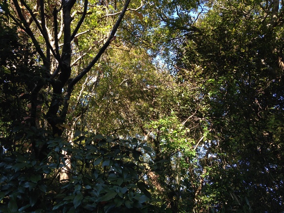 a0152078_8401069.jpg