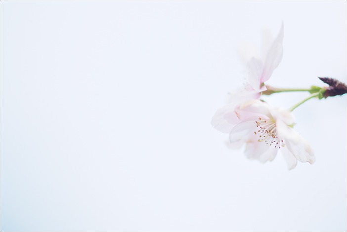 十月桜_a0161380_10132127.jpg