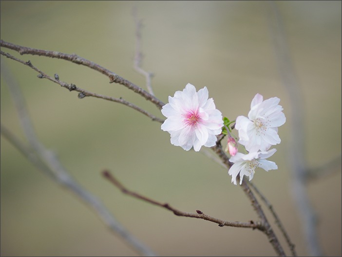 十月桜_a0161380_10143645.jpg