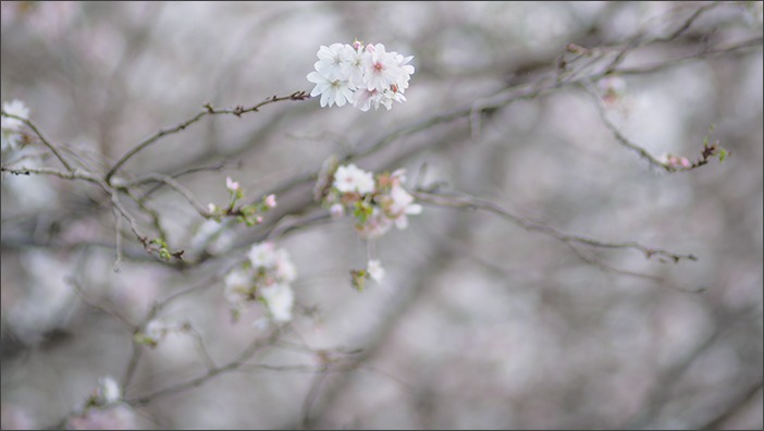 十月桜_a0161380_10162490.jpg
