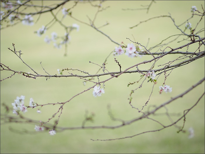 十月桜_a0161380_1017361.jpg