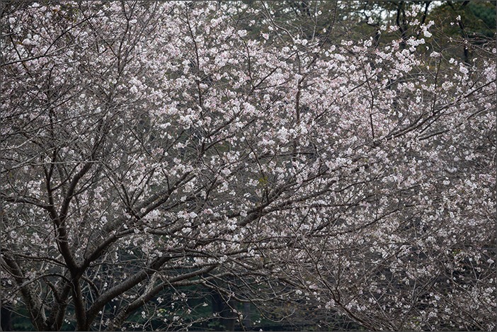 十月桜_a0161380_1025078.jpg