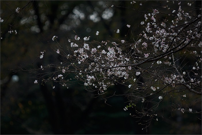 十月桜_a0161380_1041140.jpg