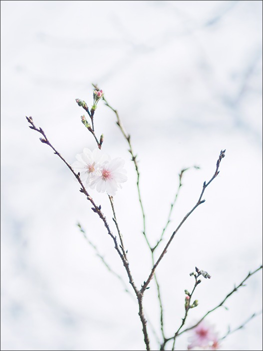 十月桜_a0161380_108828.jpg