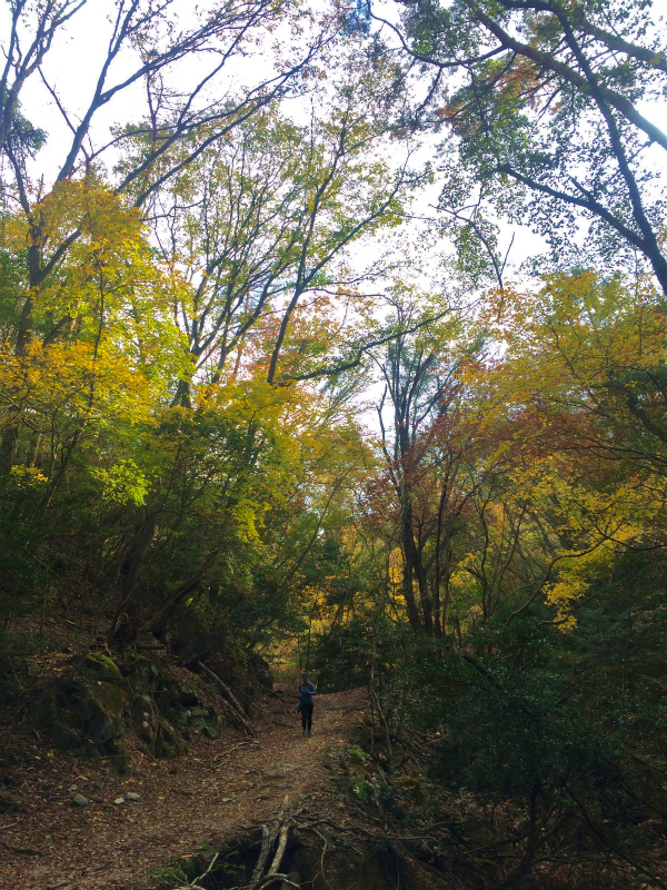 金勝アルプス Mountain Running 2014/11/18_b0220886_22544860.jpg