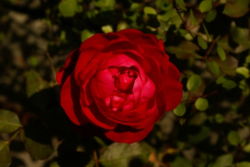 d0166389_8461276.jpg