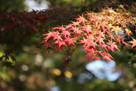 紅葉愛でる　　殿ケ谷公園_f0307097_0252971.jpg