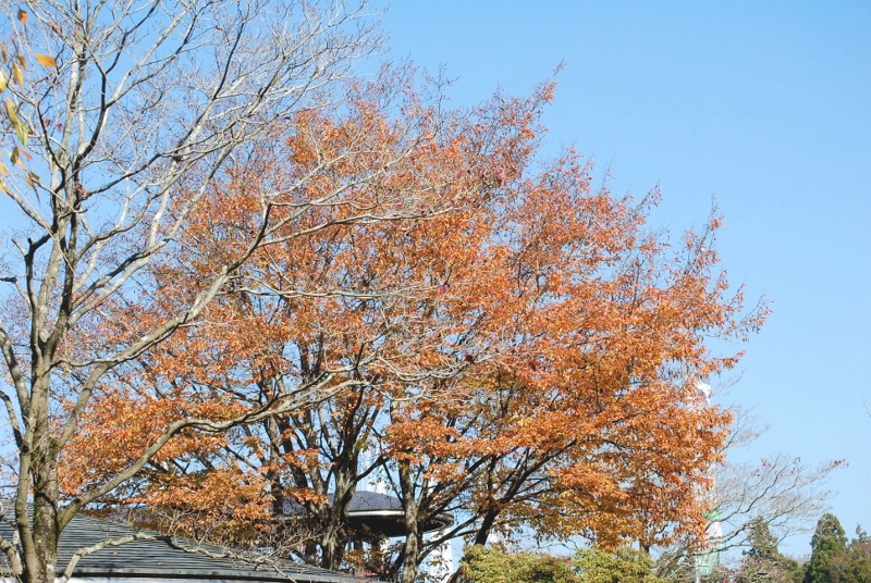 e0025300_17491716.jpg