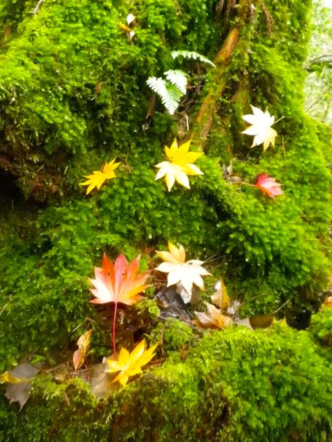 秋も深まり屋久島の森は静寂を取り戻しつつあります。_c0061008_9434155.jpg