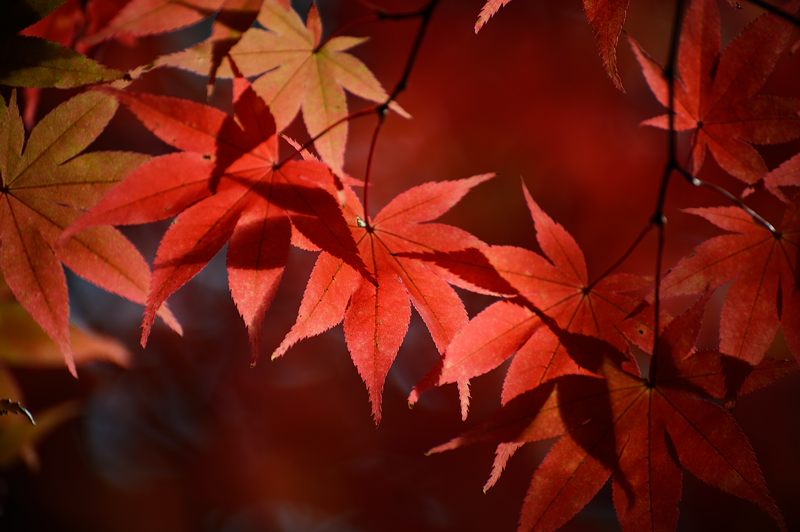 2014京都の紅葉・洛西　金蔵寺　其の一_f0032011_19281061.jpg