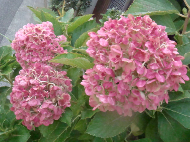 a0019212_22115574.jpg