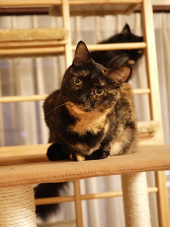 猫のお友だち ワサビちゃん天ちゃんう京くん編。_a0143140_22224278.jpg