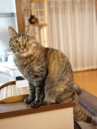 猫のお友だち ワサビちゃん天ちゃんう京くん編。_a0143140_22231046.jpg