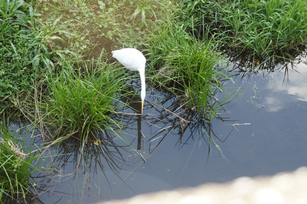 秋散歩７　仙川の生き物など_b0008241_941254.jpg