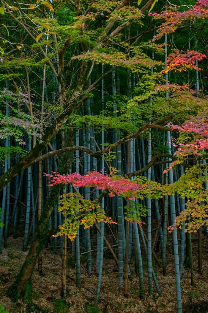 平地にも紅葉が････（熊本城周辺）_d0238245_15053985.jpg