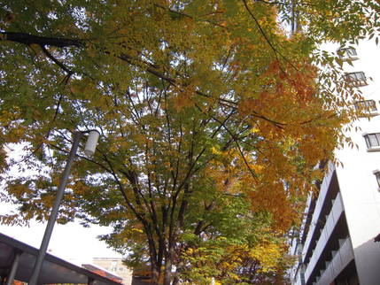 京都の街中の彩～紅葉だより～_f0055046_1975375.jpg