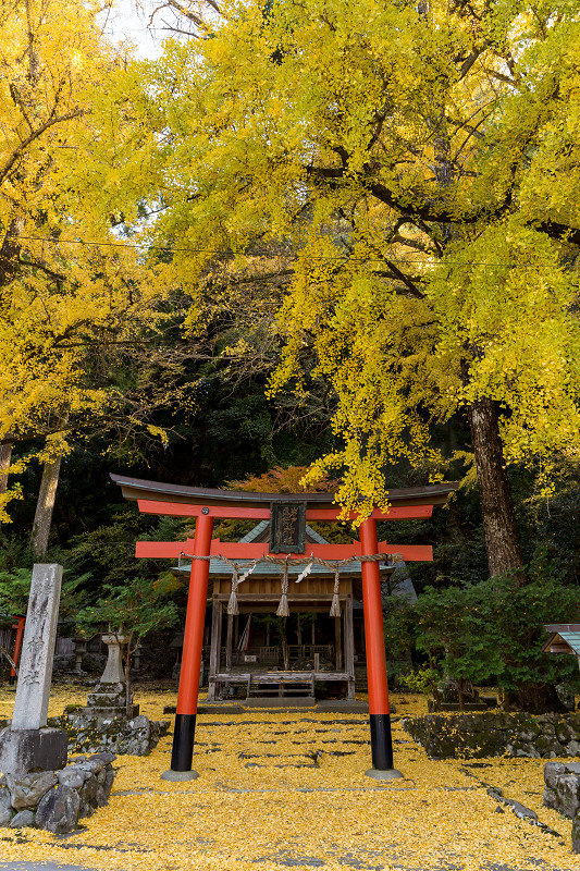 黄色の季節(岩戸落葉神社)_f0155048_2225323.jpg