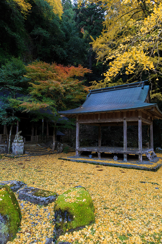 黄色の季節(岩戸落葉神社)_f0155048_22255497.jpg