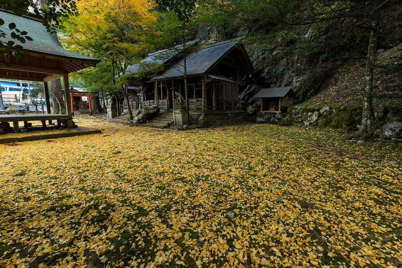 黄色の季節（岩戸落葉神社）_f0155048_22263216.jpg