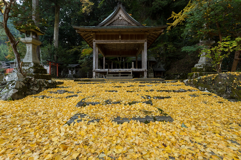 黄色の季節（岩戸落葉神社）_f0155048_22291144.jpg