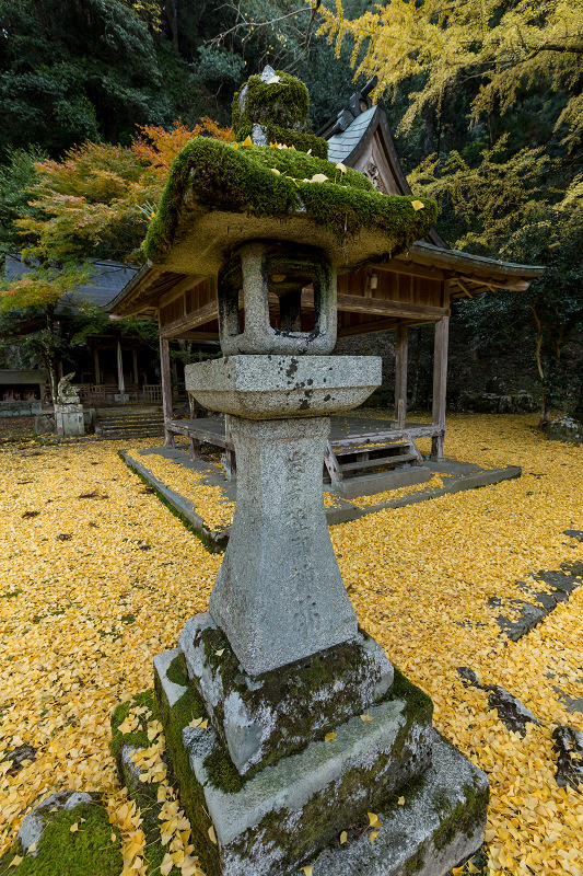 黄色の季節(岩戸落葉神社)_f0155048_22294334.jpg