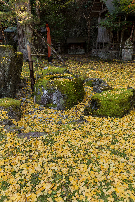 黄色の季節(岩戸落葉神社)_f0155048_22303541.jpg