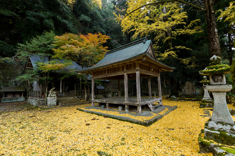 黄色の季節(岩戸落葉神社)_f0155048_22314075.jpg