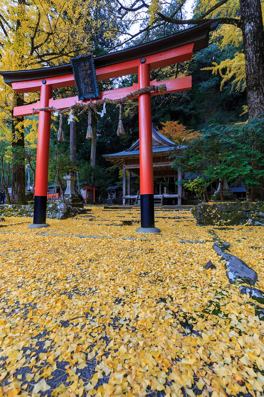 黄色の季節（岩戸落葉神社）_f0155048_22332642.jpg