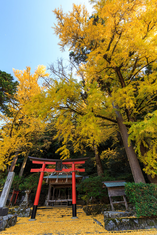 黄色の季節（岩戸落葉神社）_f0155048_22354036.jpg