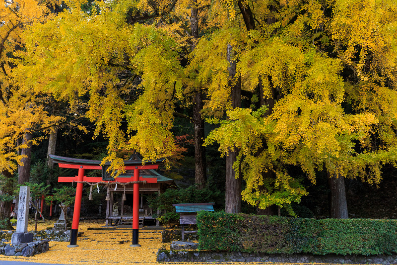 黄色の季節(岩戸落葉神社)_f0155048_22361482.jpg