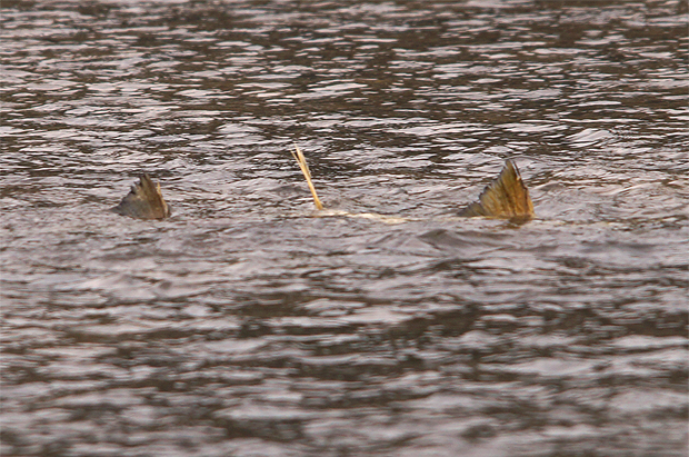 f0214649_54683.jpg