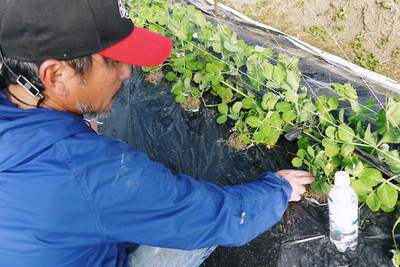 スナップエンドウ　葉っぱなのに「豆の味」!!不思議な食材『ビーンズリーフ（新芽豆葉）』販売スタート!!_a0254656_18452568.jpg