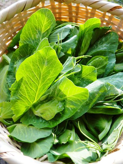 スナップエンドウ 葉っぱなのに「豆の味」!!不思議な食材『ビーンズリーフ(新芽豆葉)』販売スタート!!_a0254656_1974793.jpg