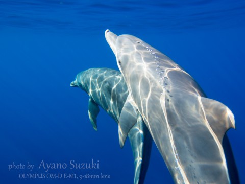 イルカの瞳に魅せられて