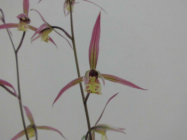f0318967_20120842.jpg