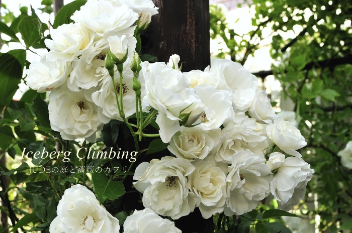 収納式の薔薇 Iceberg Climmbing 14 つるアイスバーグ ｊｕｄｅの庭と薔薇のカヲリ