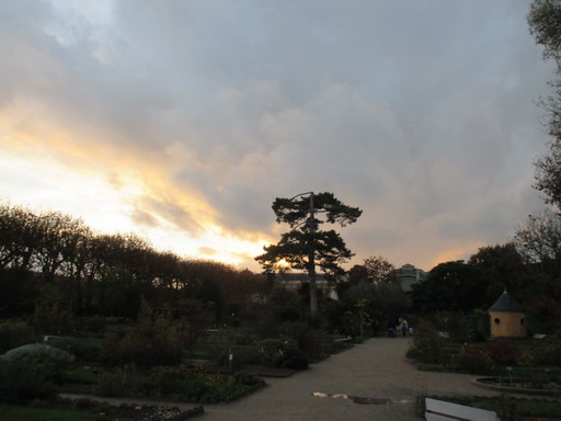 パリ植物園　11月半ばの植物たち_f0330072_7543662.jpg