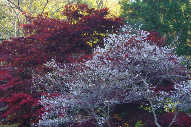 小原の四季桜_e0181373_20301761.jpg