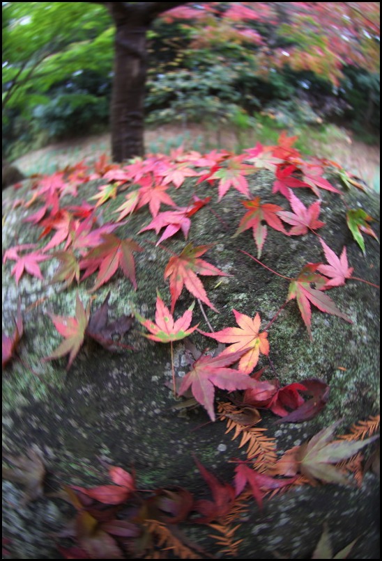 少し進んだ紅葉_b0044477_0141048.jpg