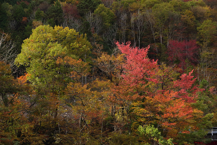 14.11.03：曇天のせせらぎ街道で紅葉を切り取る４－完_c0007190_1827529.jpg