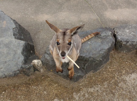 ひびき動物ワールド　シマオイワワラビーのえさやり②_f0297893_2101188.jpg