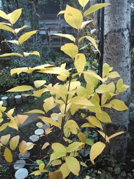 c0117898_19484911.jpg