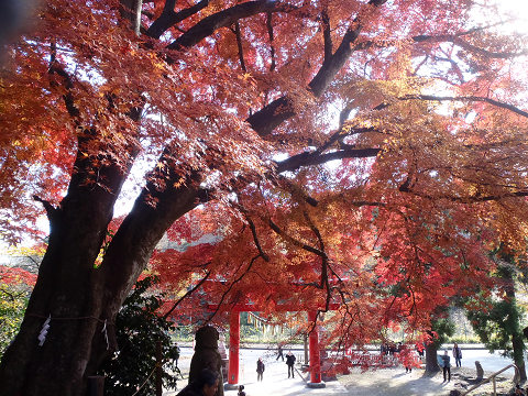 賀茂神社のイロハモミジ_b0074601_1947873.jpg