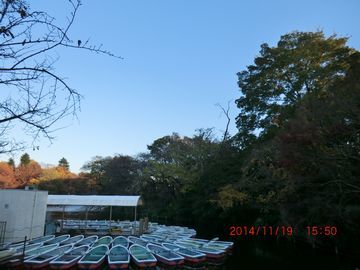 2014年11月20日（木）； 曇り～雨～曇り_d0051601_00472524.jpg