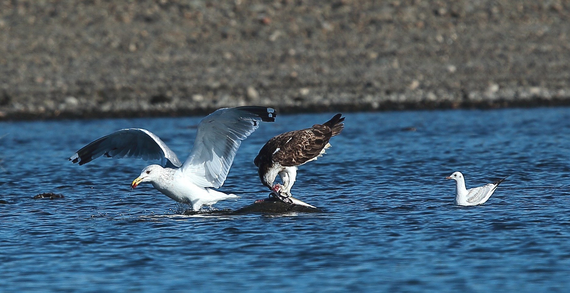 ”魚を狙う”セグロ＆ユリカモメ・カラス_c0319902_09454570.jpg