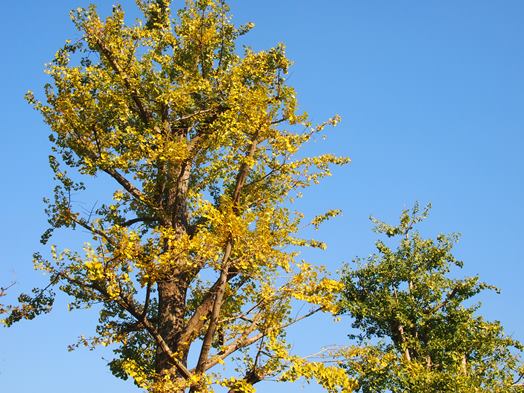 北鎌倉　長寿禅寺の紅葉(2014.11.22)_e0245404_18103949.jpg